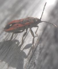 Melanocoryphus tristrami