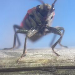 Melanocoryphus tristrami