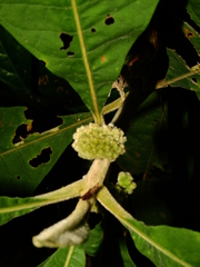 Aegiphila integrifolia