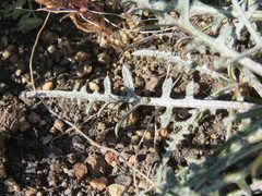 Hypochaeris incana