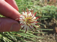 Hypochaeris incana