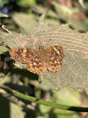 Bettonula bettoni