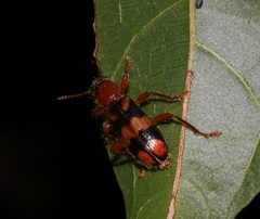 Orthrius sinensis
