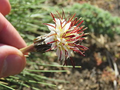 Hypochaeris incana