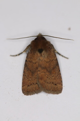 Pseudorthodes