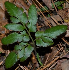Sceptridium biternatum image