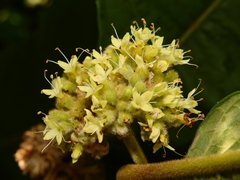 Aegiphila integrifolia