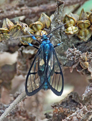 Syntrichura virens