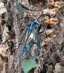 Syntrichura virens