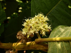 Aegiphila integrifolia