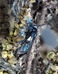 Syntrichura virens