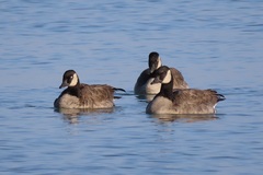 Branta canadensis parvipes