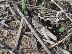 Trimerotropis maritima