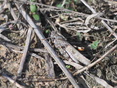 Trimerotropis maritima