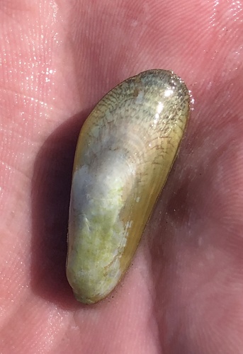Arcuatula papyria observed 2021-11-21
