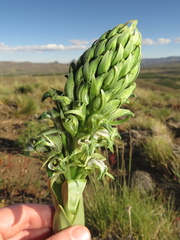 Chloraea cylindrostachya