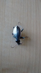 Carabus creutzeri