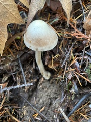 Inocybe albodisca