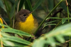 Geothlypis trichas