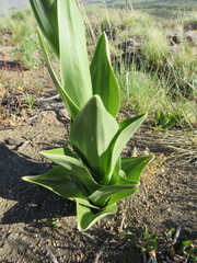 Chloraea cylindrostachya
