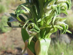 Chloraea cylindrostachya