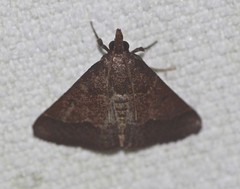 Hypsopygia chytriodes