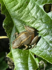 Arthroleptis xenodactyloides