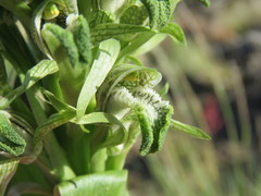 Chloraea cylindrostachya