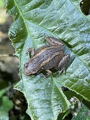 Arthroleptis xenodactyloides