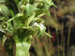 Chloraea cylindrostachya
