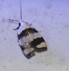 Zonopetala divisella
