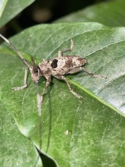 Monochamus adamitus