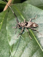 Monochamus adamitus