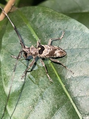 Monochamus adamitus