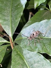 Monochamus adamitus