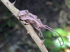 Phryneta coeca