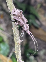 Phryneta coeca