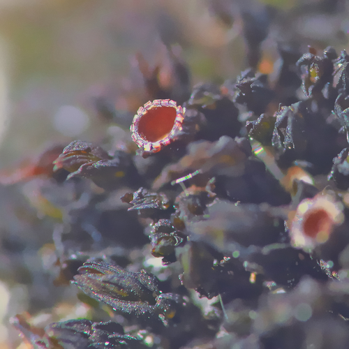 Representative image of Schistidium atrofuscum