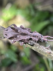 Phryneta coeca