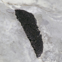 Schistidium atrofuscum