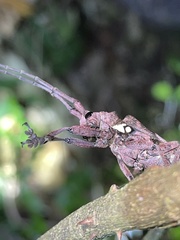 Phryneta coeca