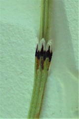 Equisetum variegatum variegatum