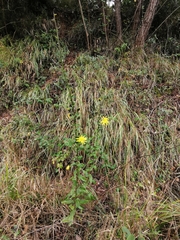 Hieracium virgultorum
