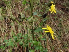 Hieracium virgultorum