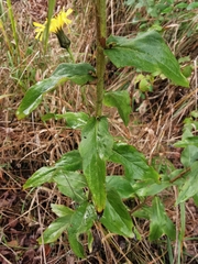 Hieracium virgultorum