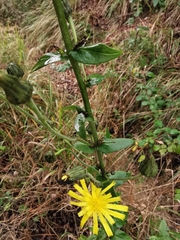 Hieracium virgultorum