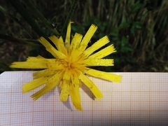 Hieracium virgultorum