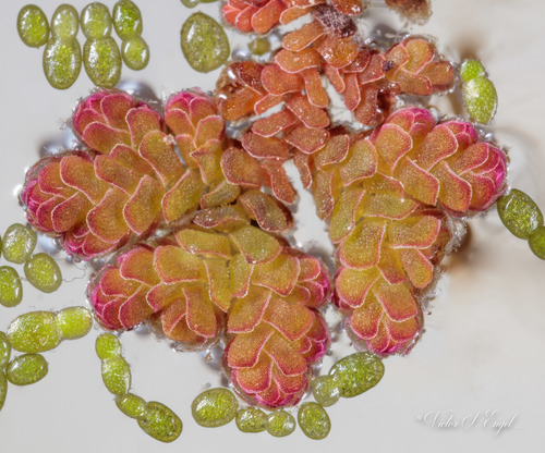 Azolla caroliniana iNat (3)