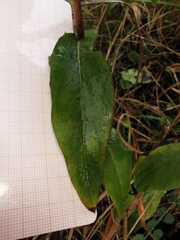 Hieracium virgultorum