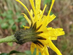 Hieracium virgultorum